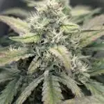 Fast Buds - Pound cake