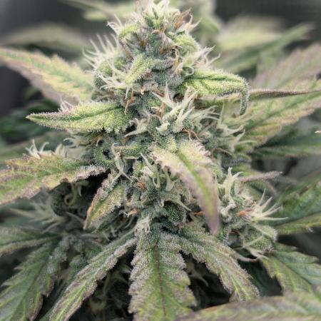 Fast Buds - Pound cake
