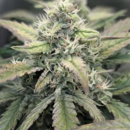 Fast Buds - Pound cake