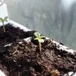 Quick Sherbet Exotic seeds no till 