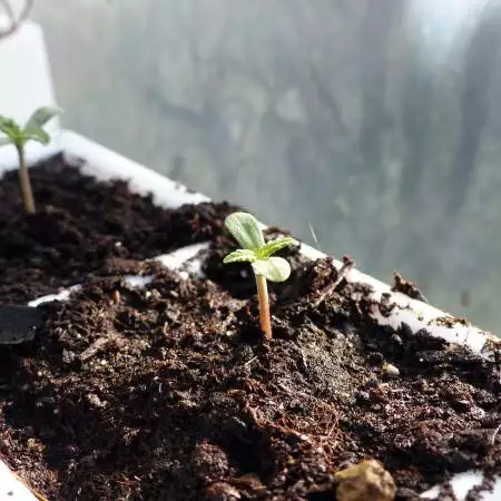 Quick Sherbet Exotic seeds no till 