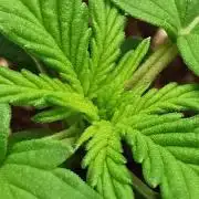 Purple Queen Auto / Royal Gorilla Auto