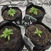 4pack