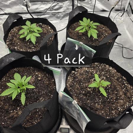 4pack