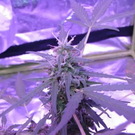 Critical Purple Auto