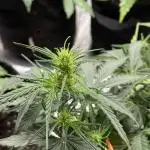 Divine Auto Mazar