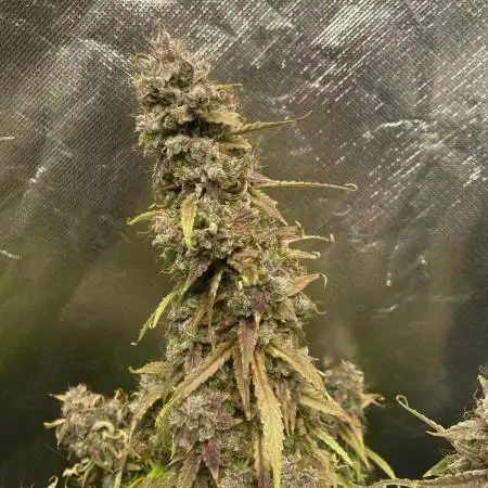 Divine Auto Mazar