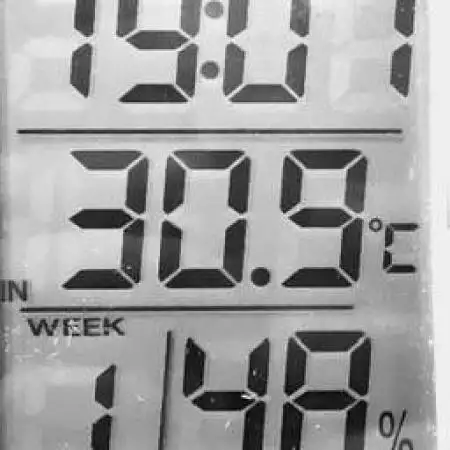  Sweet Nurse Auto CBD