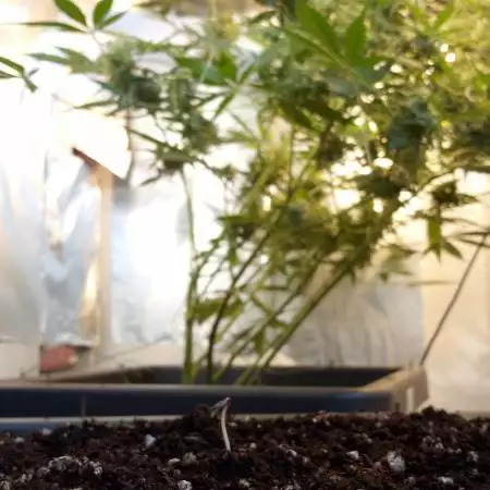 Bubble Kush RQS second grow