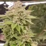 Dream Team F2 [Dman Seeds]