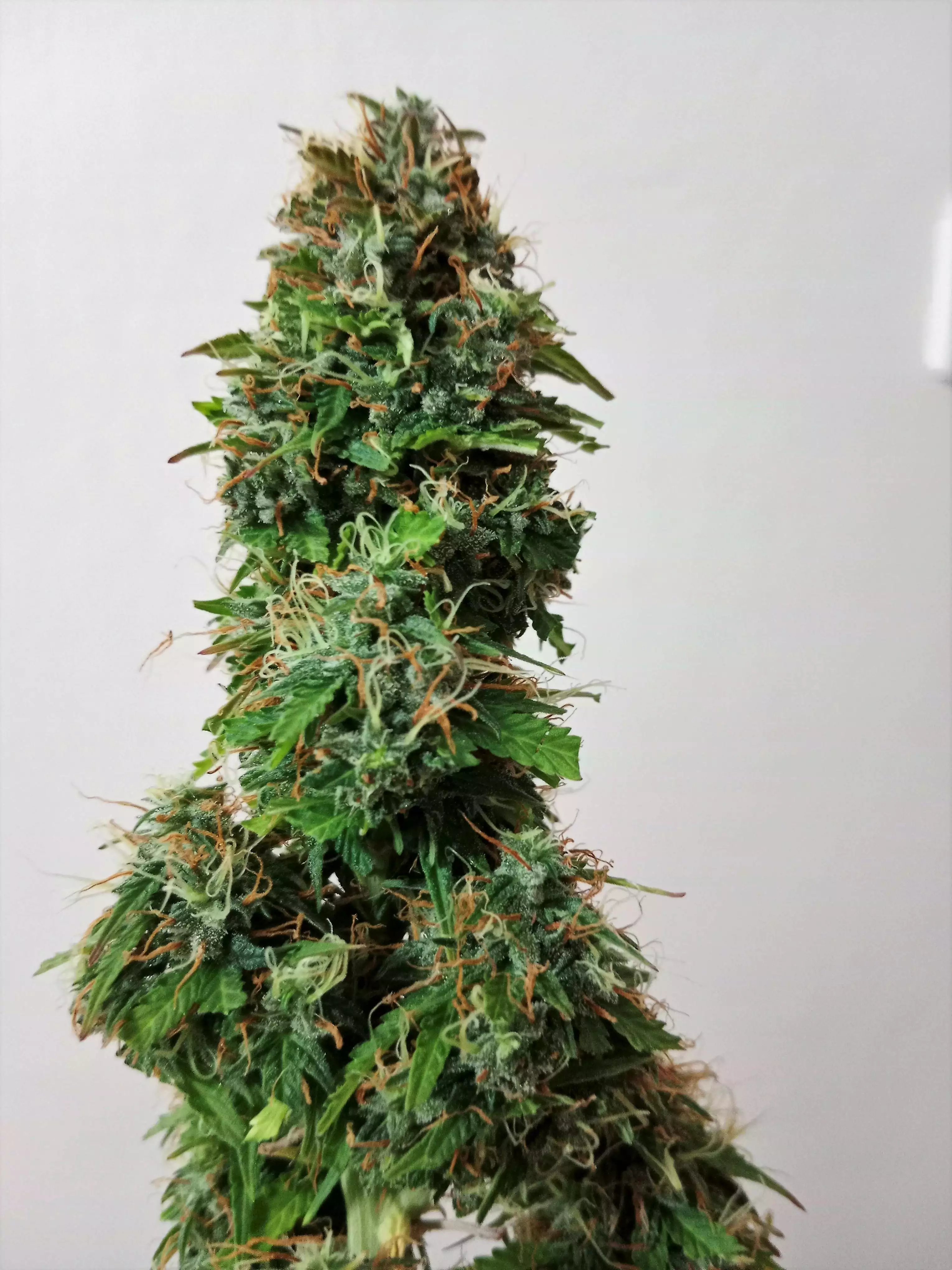 BCN Power Plant Autoflower Seeds by Seedstockers - GrowDi...