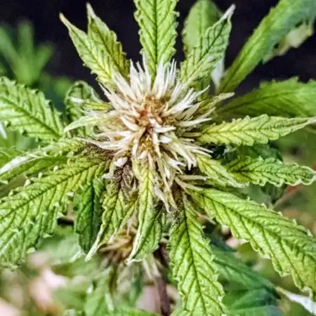 Purplematic CBD - RQS