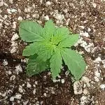 Purplematic CBD - RQS