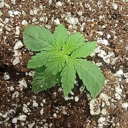 Purplematic CBD - RQS