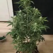 Dosidos Auto - Kannabia