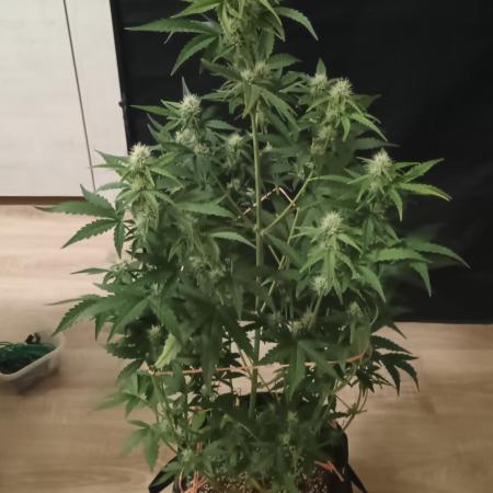 Dosidos Auto - Kannabia