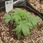 Purplematic CBD - RQS