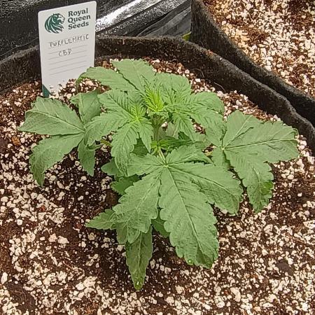 Purplematic CBD - RQS