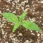 Space Cookies Auto - Delicious Seeds
