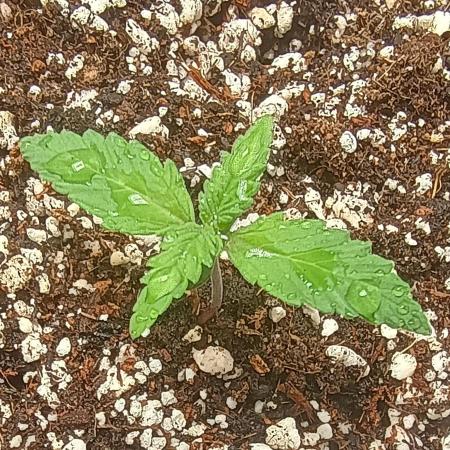 Space Cookies Auto - Delicious Seeds