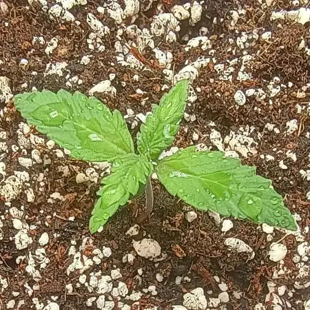 Space Cookies Auto - Delicious Seeds