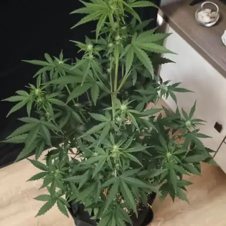 Dosidos Auto - Kannabia