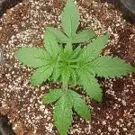 Space Cookies Auto - Delicious Seeds