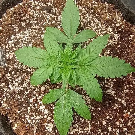 Space Cookies Auto - Delicious Seeds