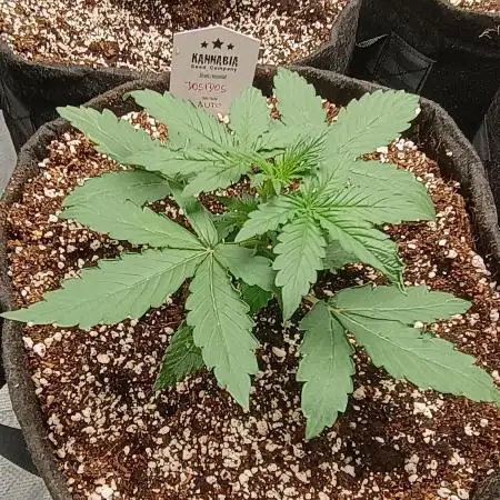 Dosidos Auto - Kannabia