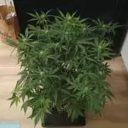 Space Cookies Auto - Delicious Seeds