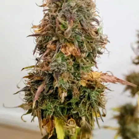 Auto Melonade Runtz - Dutch Passion