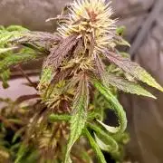 Purplematic CBD - RQS