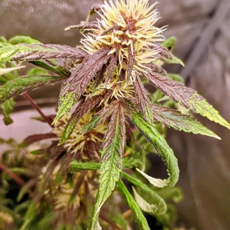 Purplematic CBD - RQS