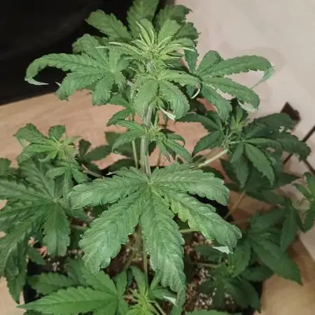 Purplematic CBD - RQS