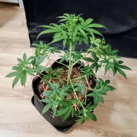 Dosidos Auto - Kannabia