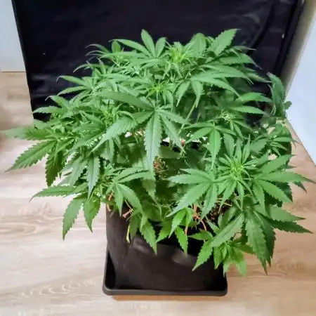 Space Cookies Auto - Delicious Seeds