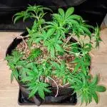 Space Cookies Auto - Delicious Seeds