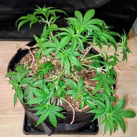 Space Cookies Auto - Delicious Seeds