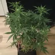 Break-up Cake Auto - Kannabia