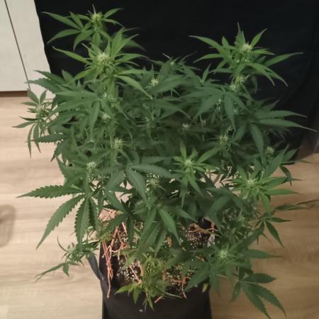 Break-up Cake Auto - Kannabia