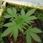 Amnesia haze Auto, Canuck Seeds.