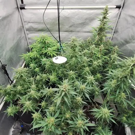 Une autre session.100% fastbuds