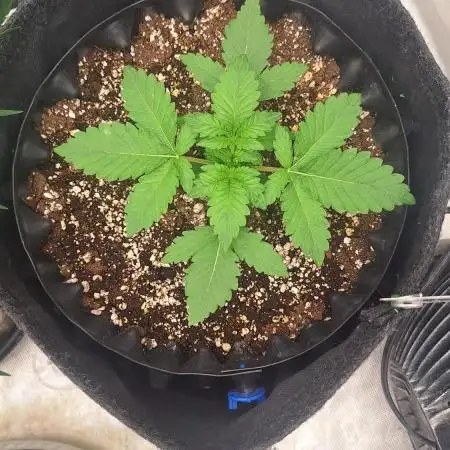 Une autre session.100% fastbuds