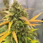 Une autre session.100% fastbuds