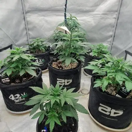 Une autre session.100% fastbuds