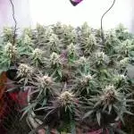 my first indoor