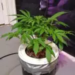 First documented grow