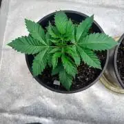 Personal Stash