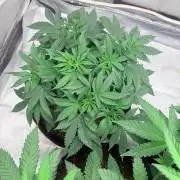 Personal Stash