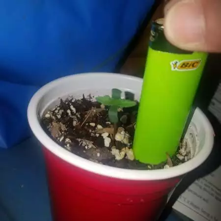 auto amnesia